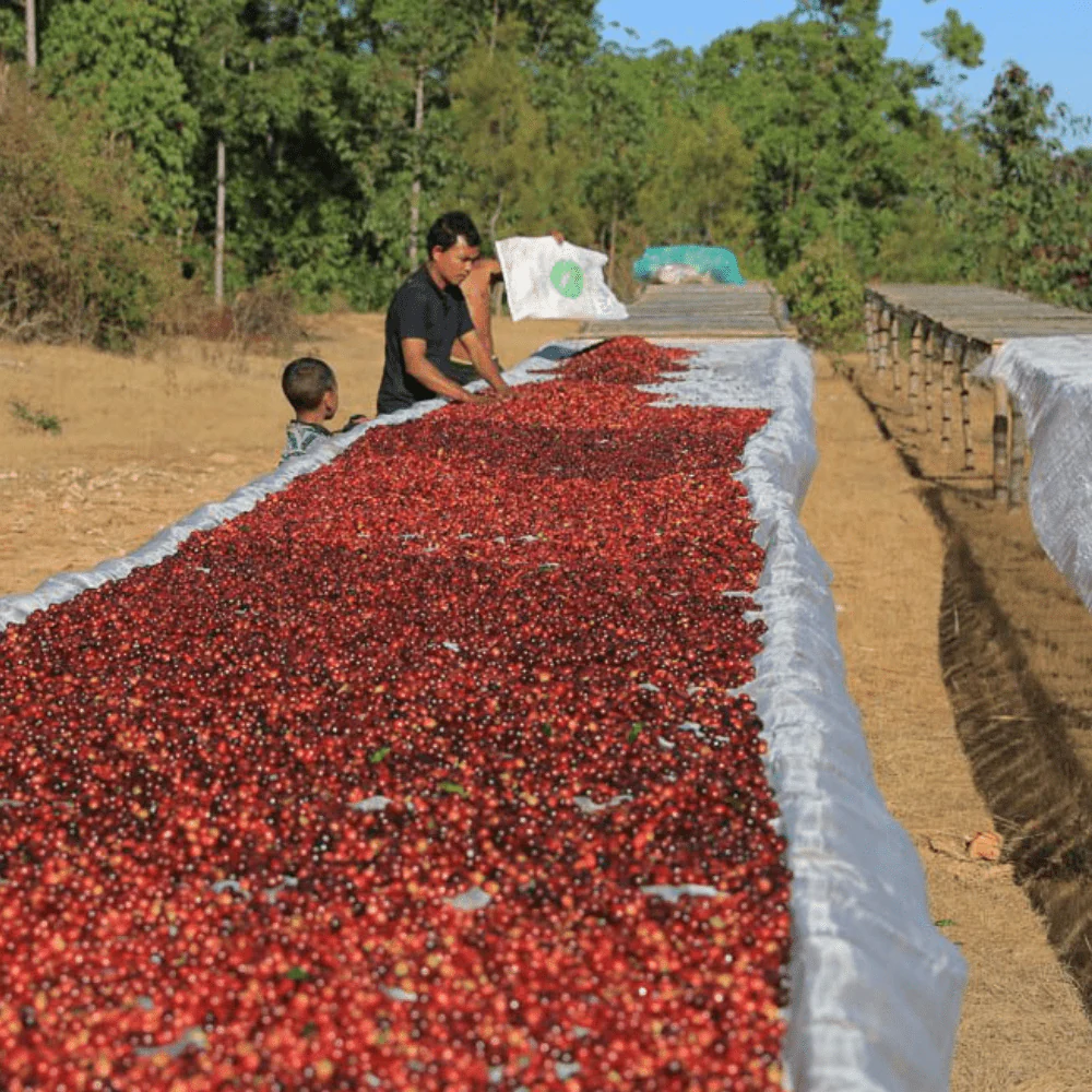 Kolega Timor Single Origin Coffee - Image 3