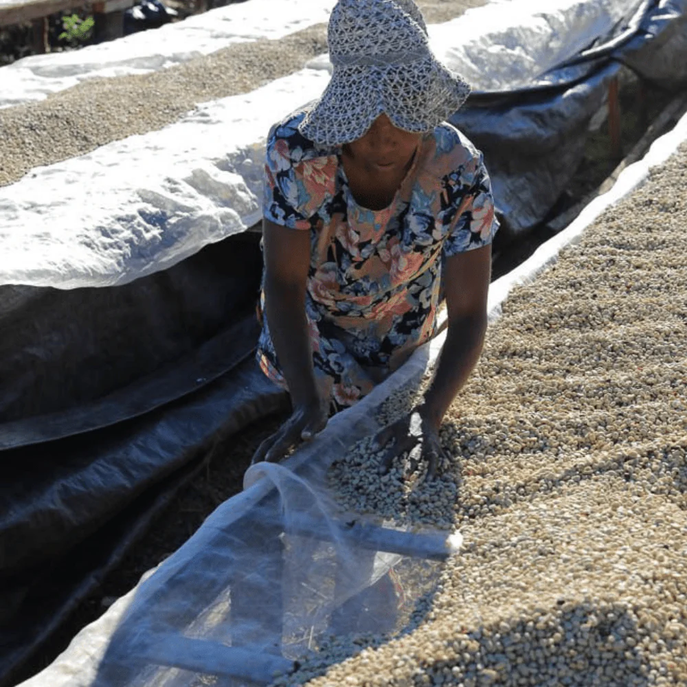 Kolega Timor Single Origin Coffee - Image 4