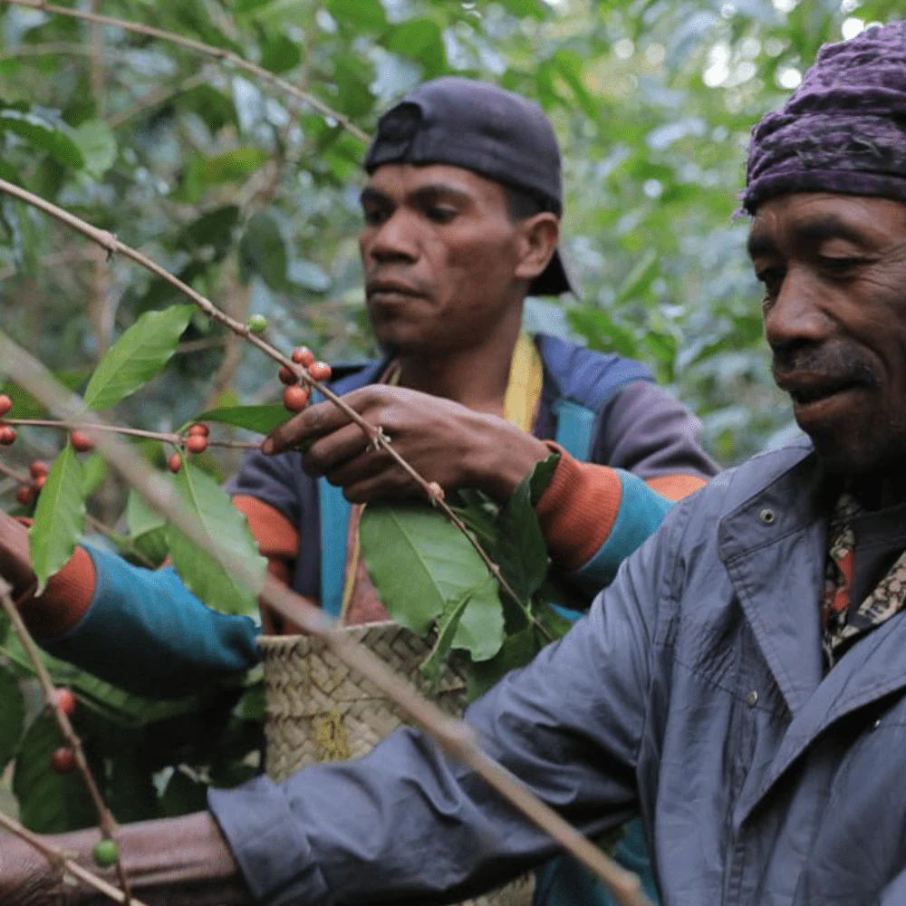 Kolega Timor Single Origin Coffee - Image 5